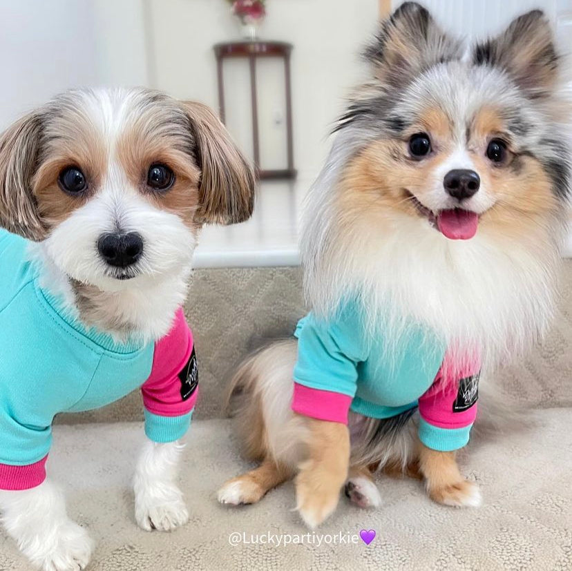 The TCTC (Pomeranian)